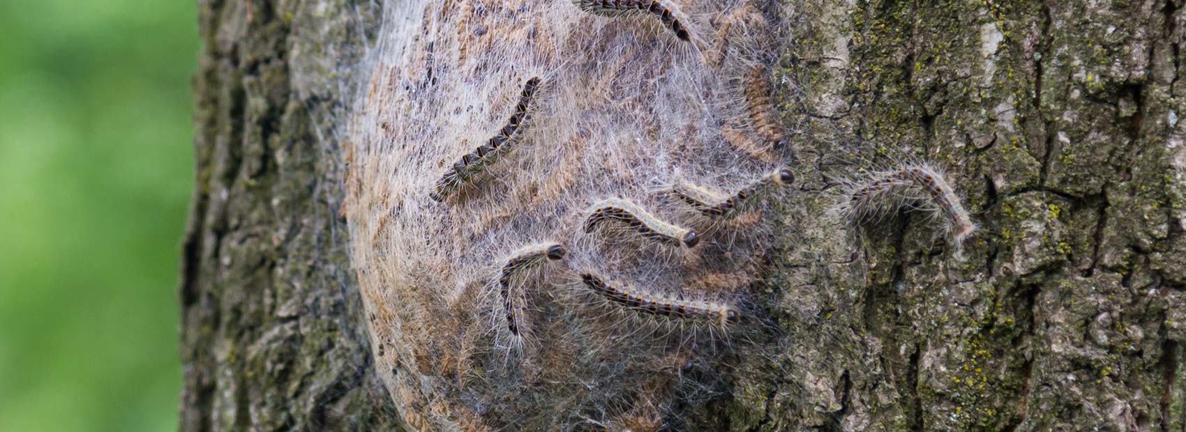 silberfischchen