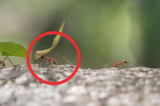 Ameisen die ein Blatt tragen