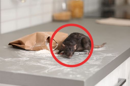 Ratte auf Küchentheke