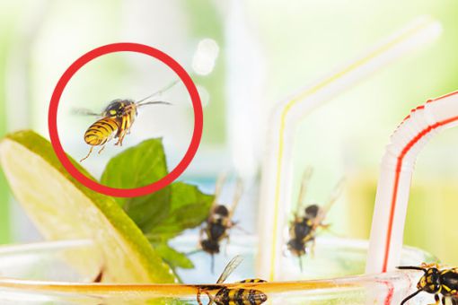 Wespen die um ein süßes Getränk fliegen