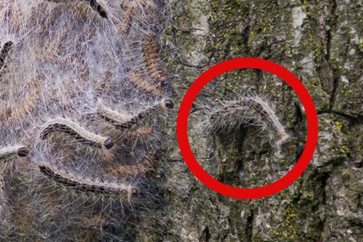 Eichenprozessionsspinnernest an einem Baum