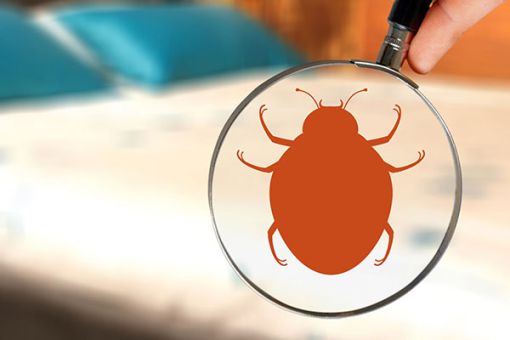 bildhafte Darstellung eines Hygieneschädlings  unter einem Vergößerungsglas